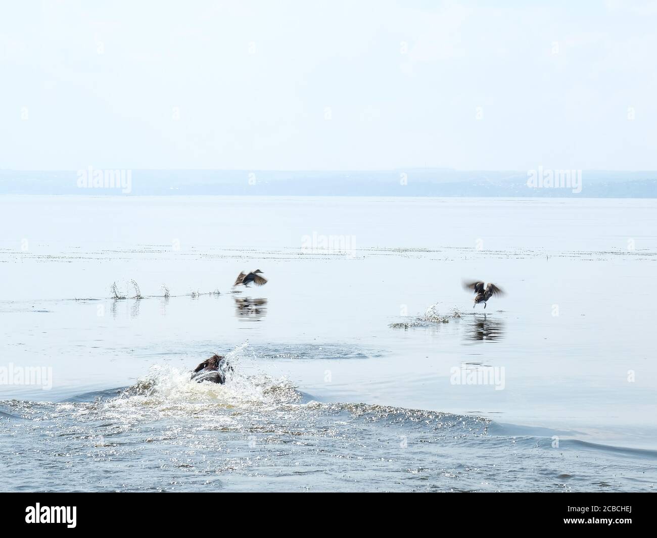 Black Dog Jagd Enten im Fluss Stockfoto