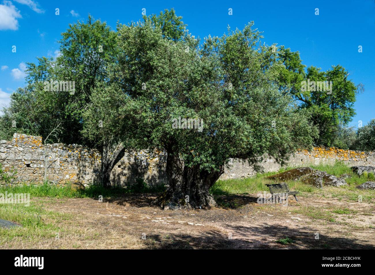 1000 jahre alter olivenbaum -Fotos und -Bildmaterial in hoher Auflsung   Alamy