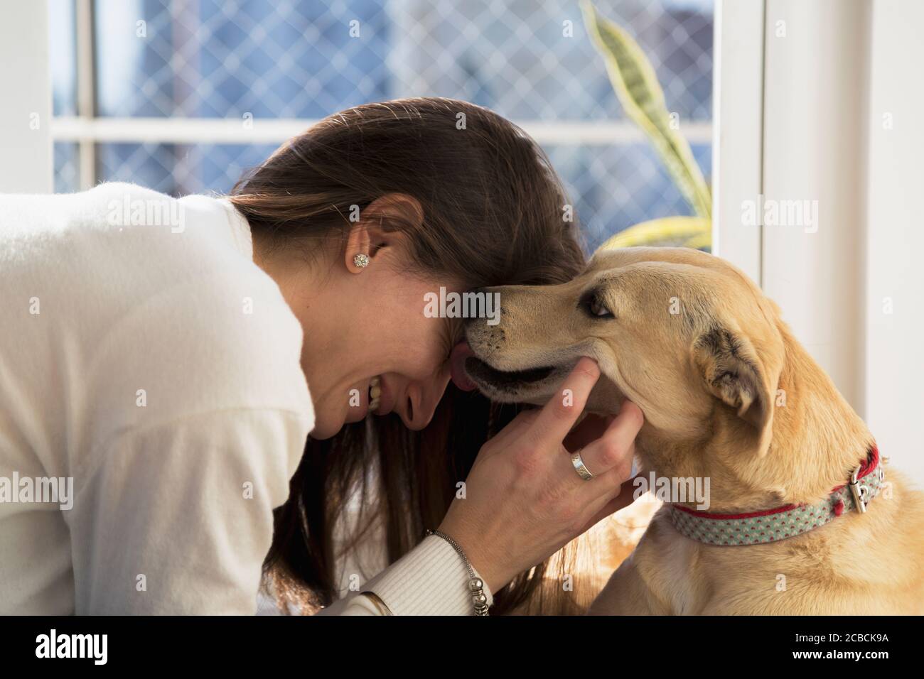 Junge Frau wird von ihrem Hund geküsst. Mädchen zu Hause mit ihrem Hund. Stockfoto