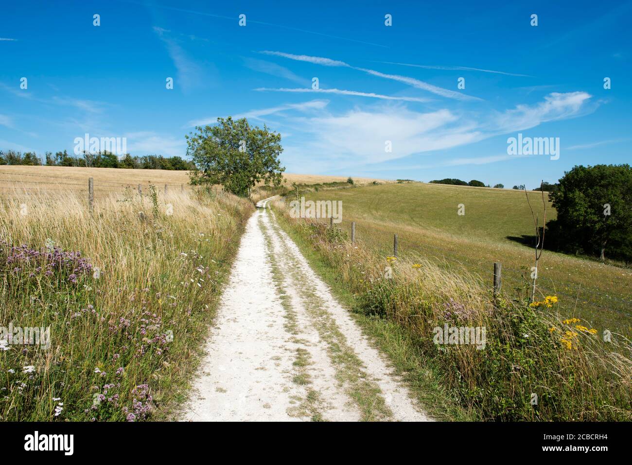Typische Chalklandlandschaft auf den South Downs weit über dem Weiler Didling in West Sussex, England, Großbritannien Stockfoto