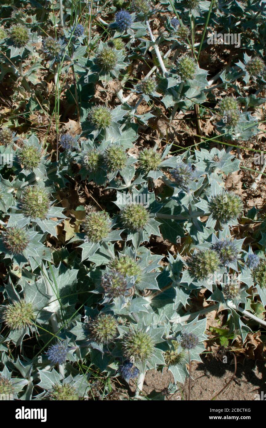 Seestiefen Stockfoto