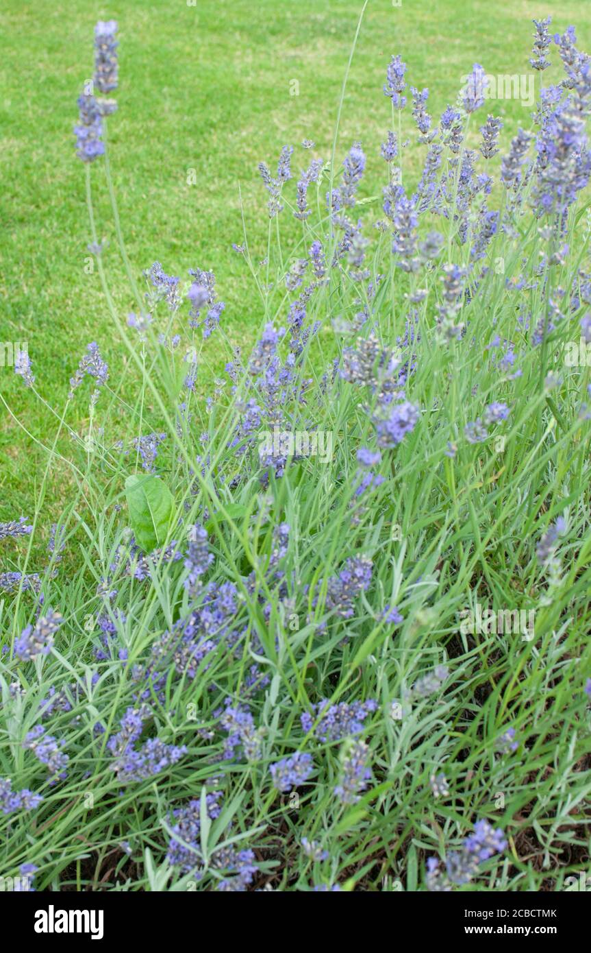 Lavendel und Gras Stockfoto