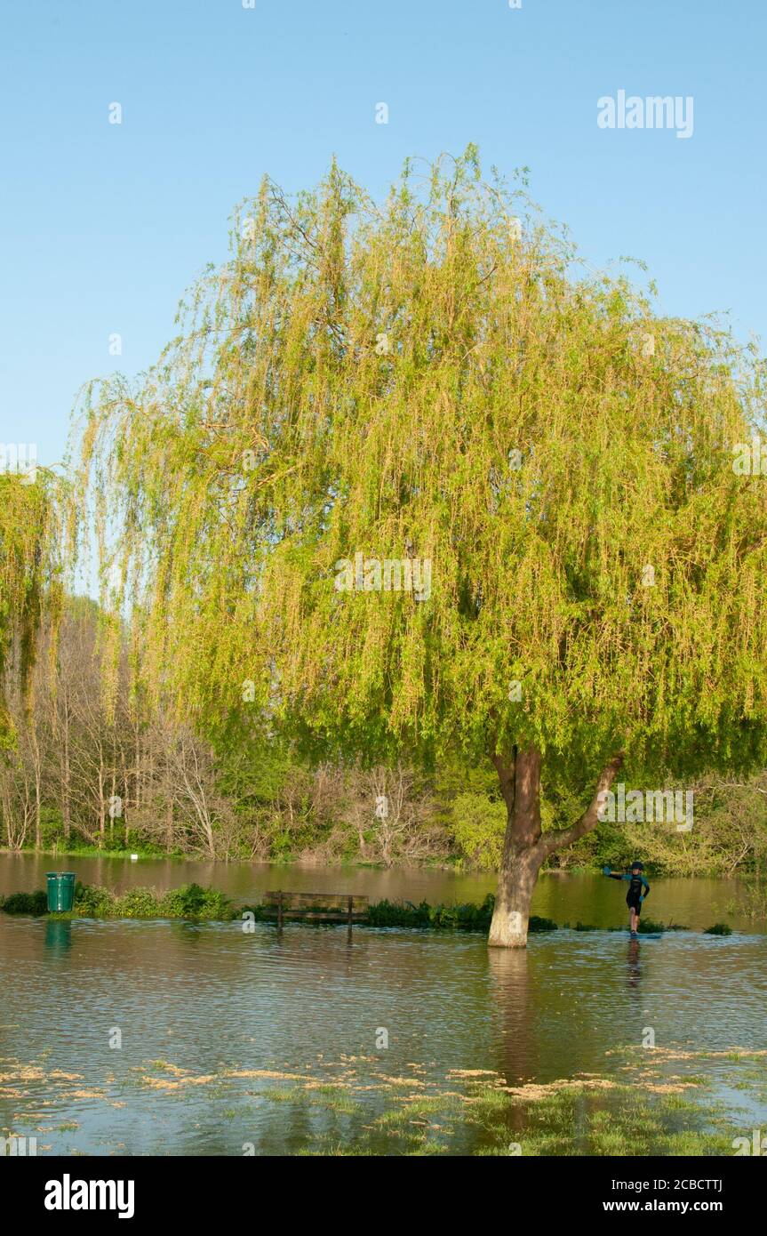 Baum bei Flut Radnor Gardens, Strawberry Hill Stockfoto