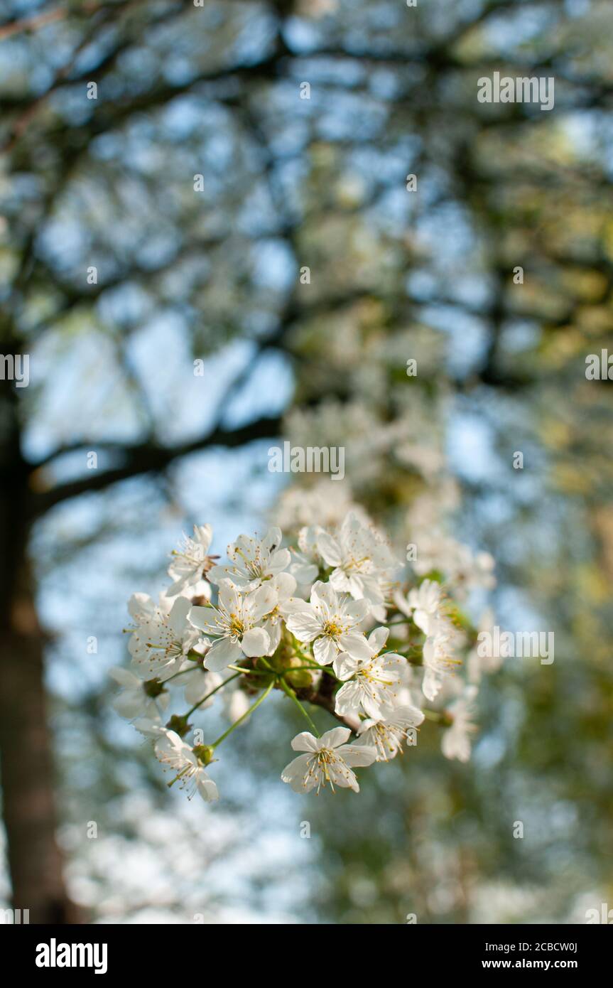 Blüht im Frühling Stockfoto