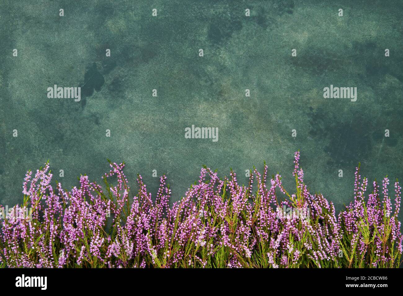 Pink Common Heather Blumen auf einem grünen Hintergrund. Platz für Text kopieren, Draufsicht. Flach liegend, selektiver Fokus Stockfoto