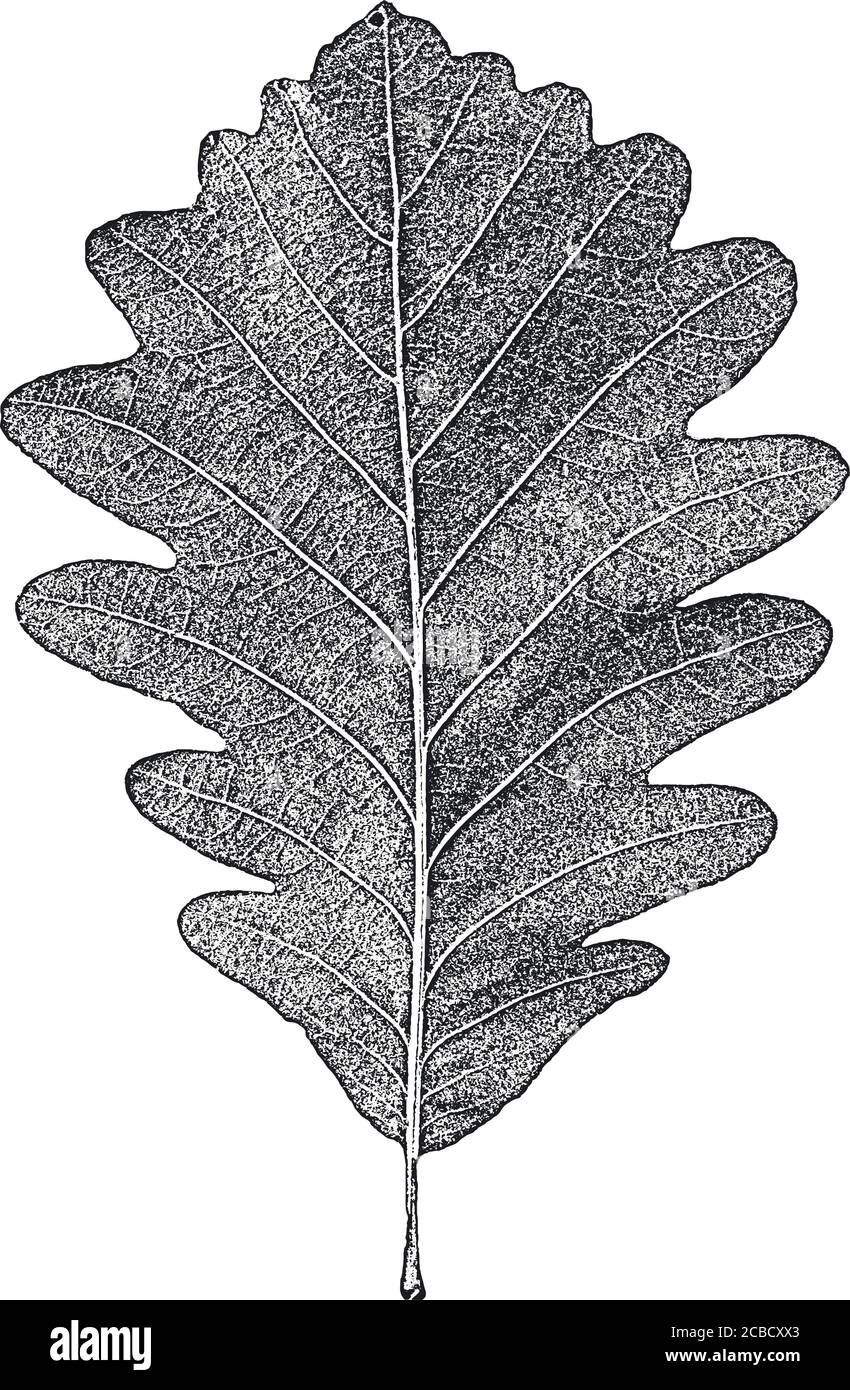 DISTRESS-Baumblätter, Textur der Flugblätter. Schwarz-weißer Grunge Hintergrund. EPS8. Vektorgrafiken. Stock Vektor