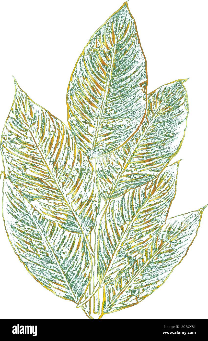 Seenotbaum Blätter, Faltblatt Textur. Grüner und weißer Grunge-Hintergrund. Goldene Linie. Vektor EPS 8. Stock Vektor