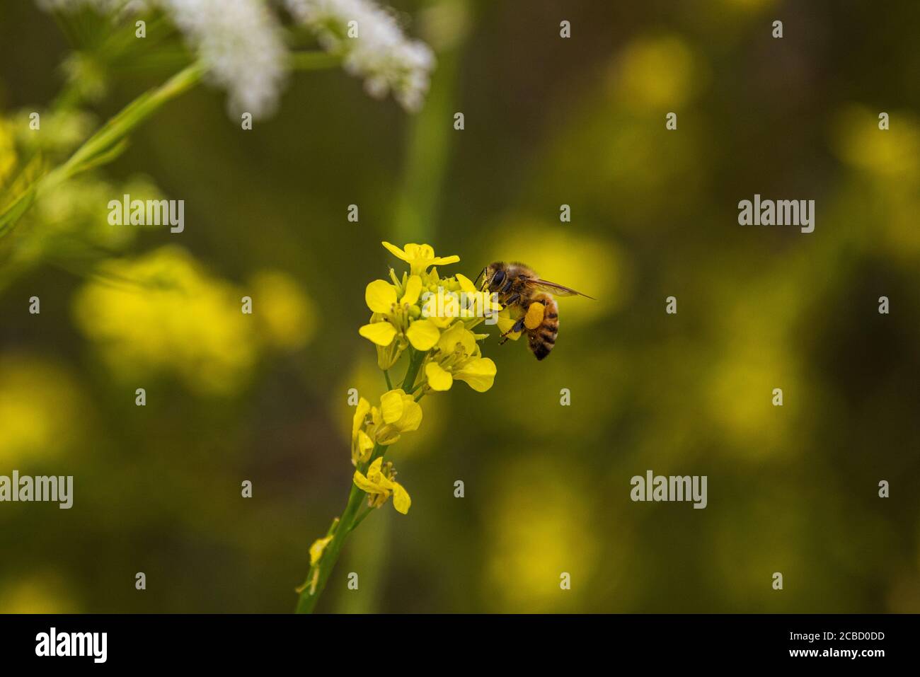 Eine westliche Honigbiene bestäubt eine Blume Stockfoto