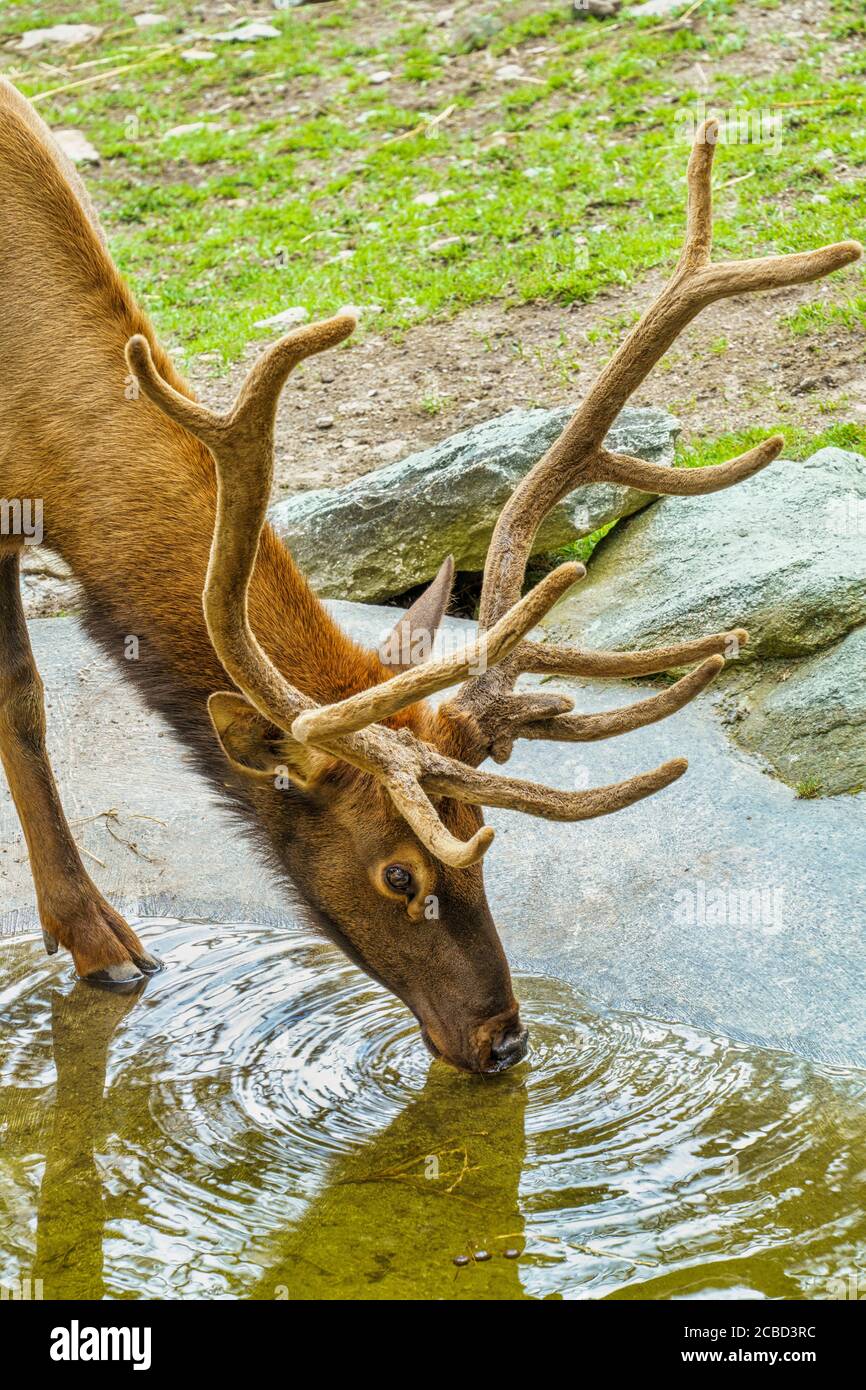 Ein trinkender nordamerikanischer Elch in den Tierhabitaten am Grandfather Mountain, North Carolina. Stockfoto