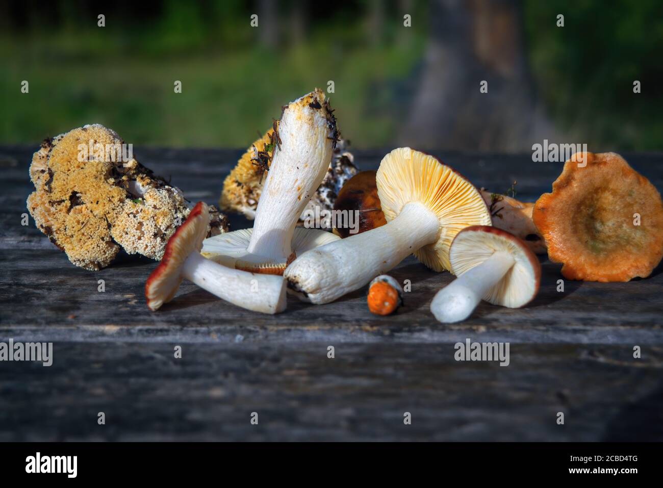 Eine Vielzahl von frisch gepflückten Waldpilzen auf dem Hintergrund eines alten Holztisches Nahaufnahme. Stockfoto
