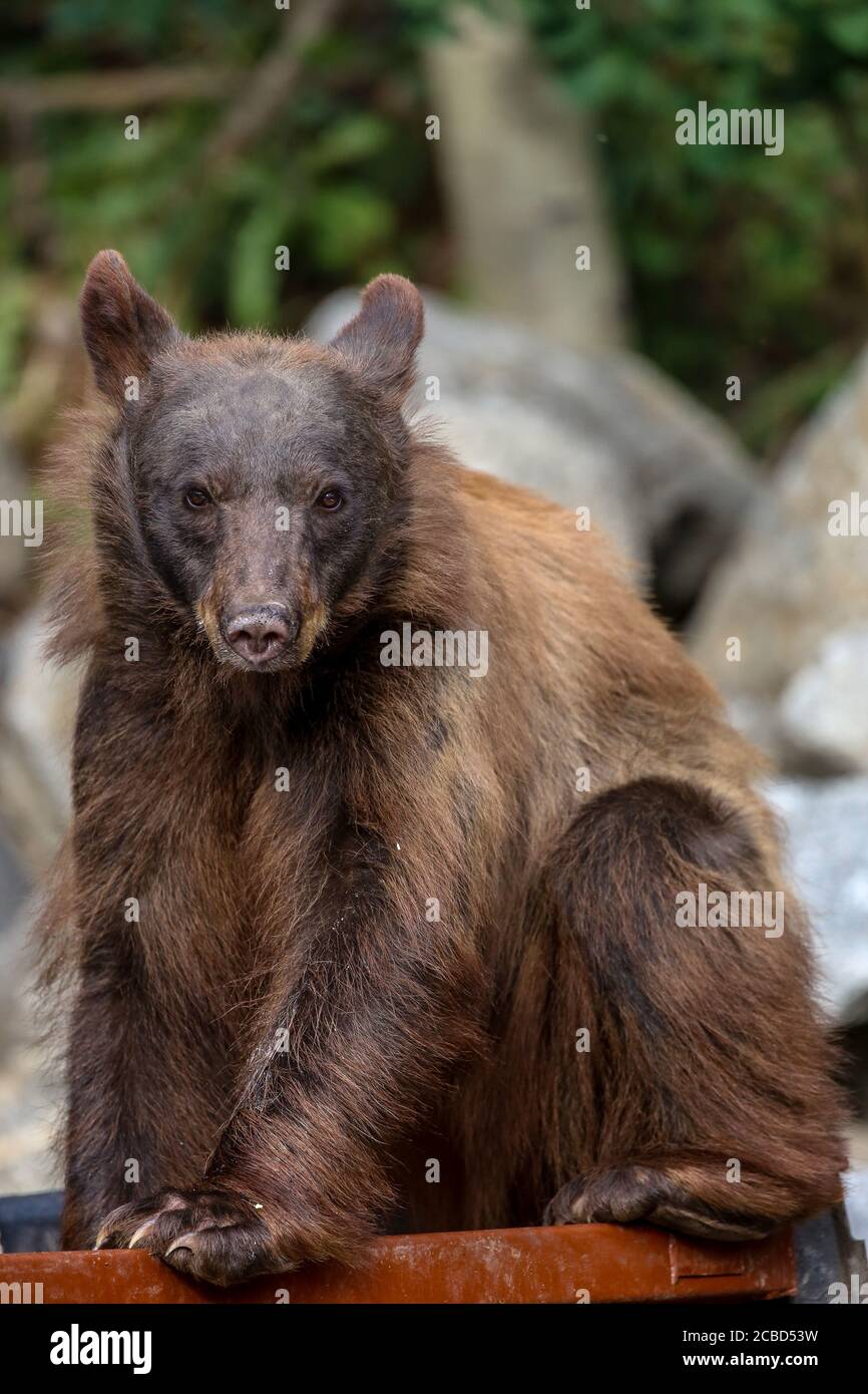 Junger Zimt gefärbter schwarzer Bär Stockfoto