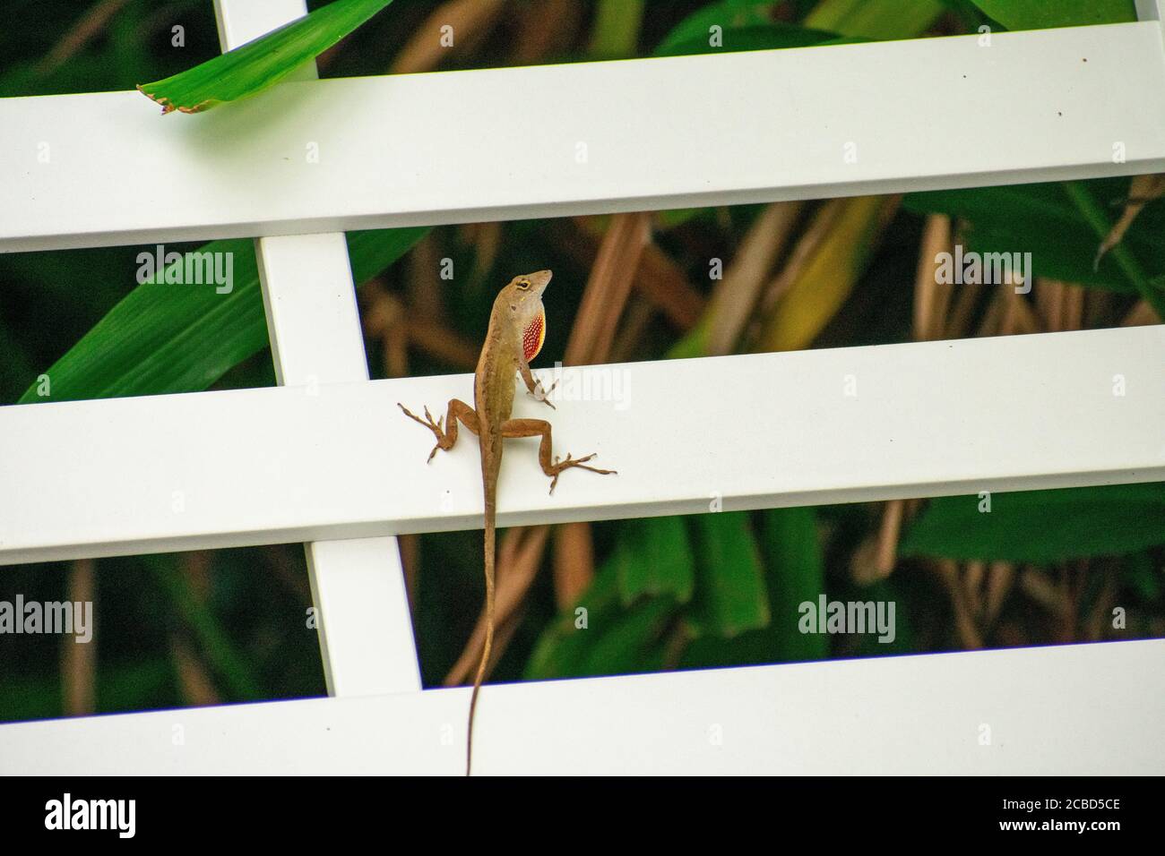 Ein kleines Reptil, das auf einem weißen Lounge Chair sitzt Eine tropische Lage Stockfoto