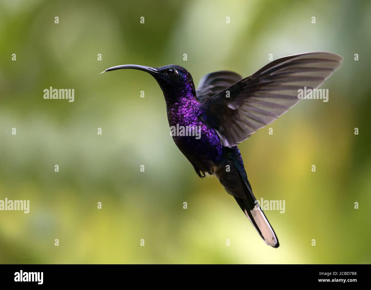 Nahaufnahme des Kolibris Violet Sabrewing im Flug in der Provinz Chiriqui, Panama. Stockfoto