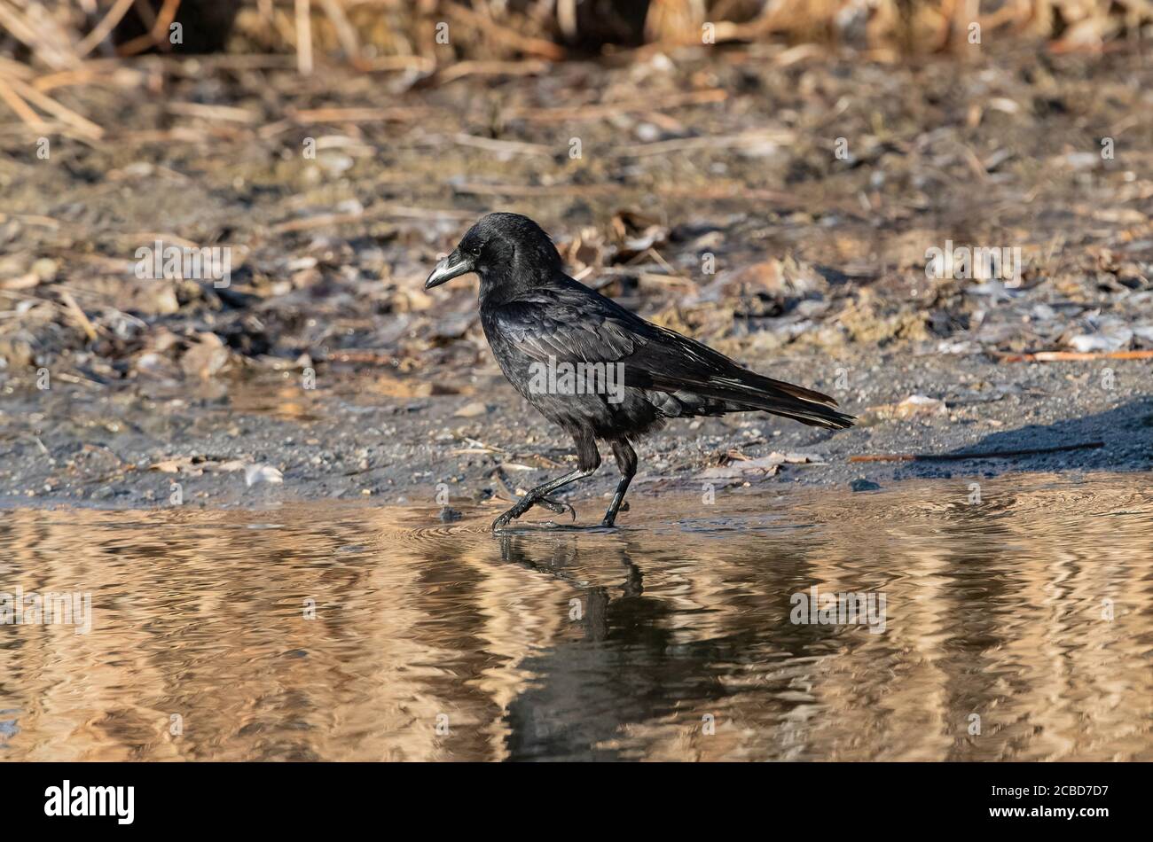 Ein Ganzkörperbild einer amerikanischen Krähe, die in flachen goldenen Gewässern watert. Stockfoto