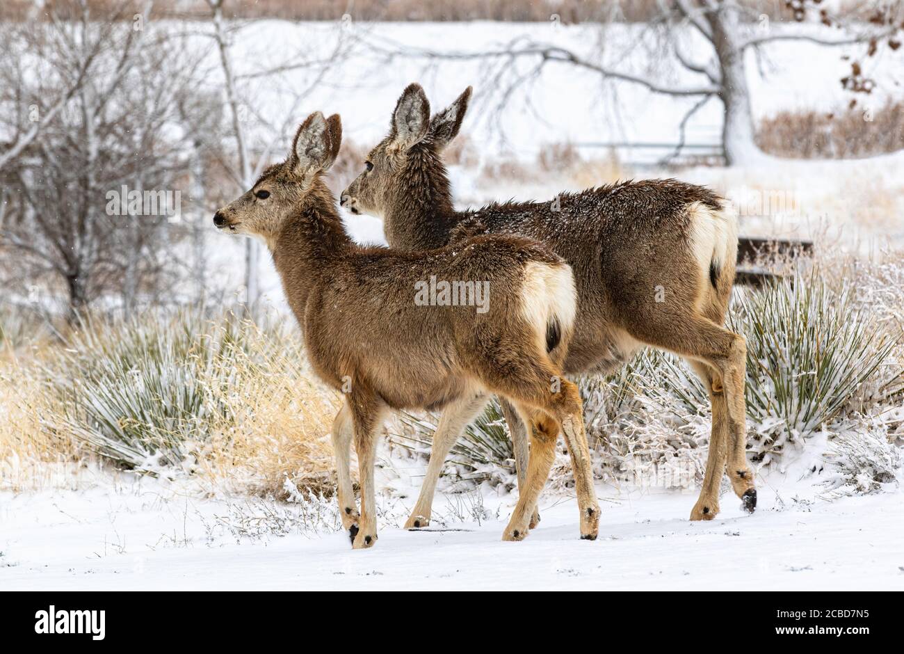 Zwei Mule Deer gehen im Winter einen Hügel hinunter, nachdem frisch gefallener Schnee die Region übertaut hat. Stockfoto