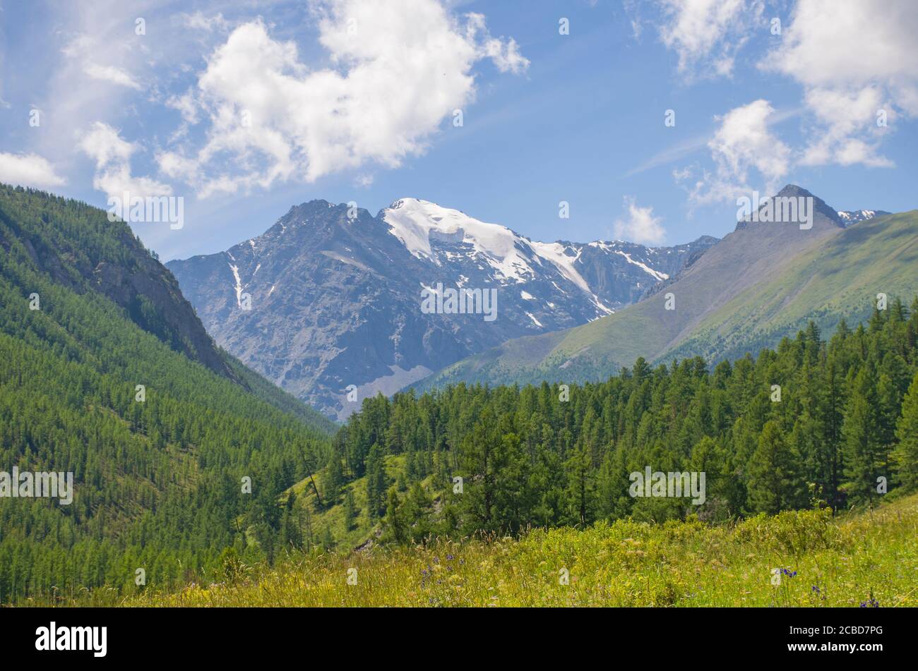 Landschaft schöne Schneedecke des Berges Altai mit Wiesengras Und Blumen Stockfoto