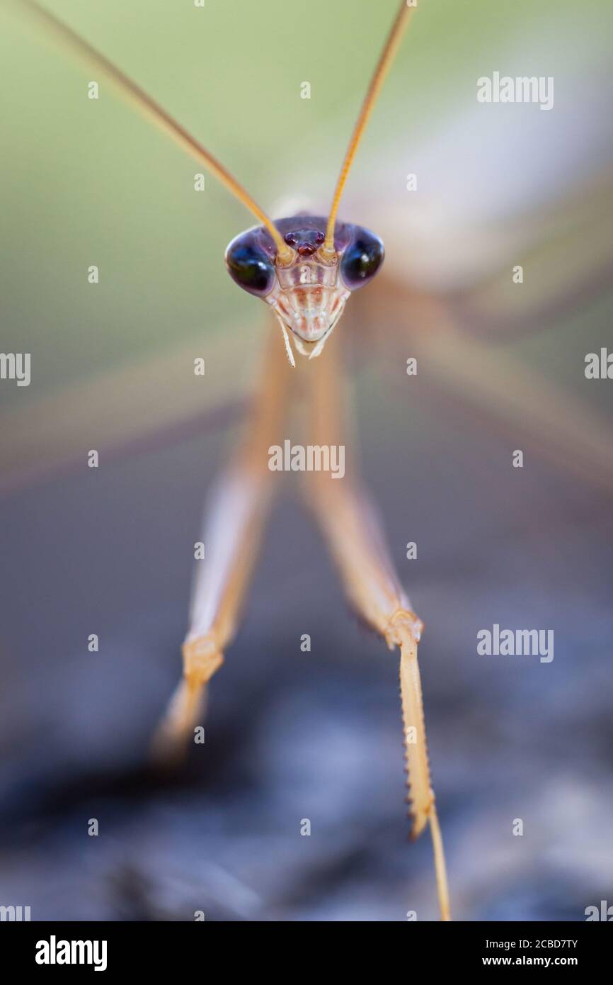 Purpurflügelmantid (Tenodera australasiae) am Ast. März 2011. Entwood Sanctuary. Sandleton. Murraylands. Südaustralien. Australien. Stockfoto