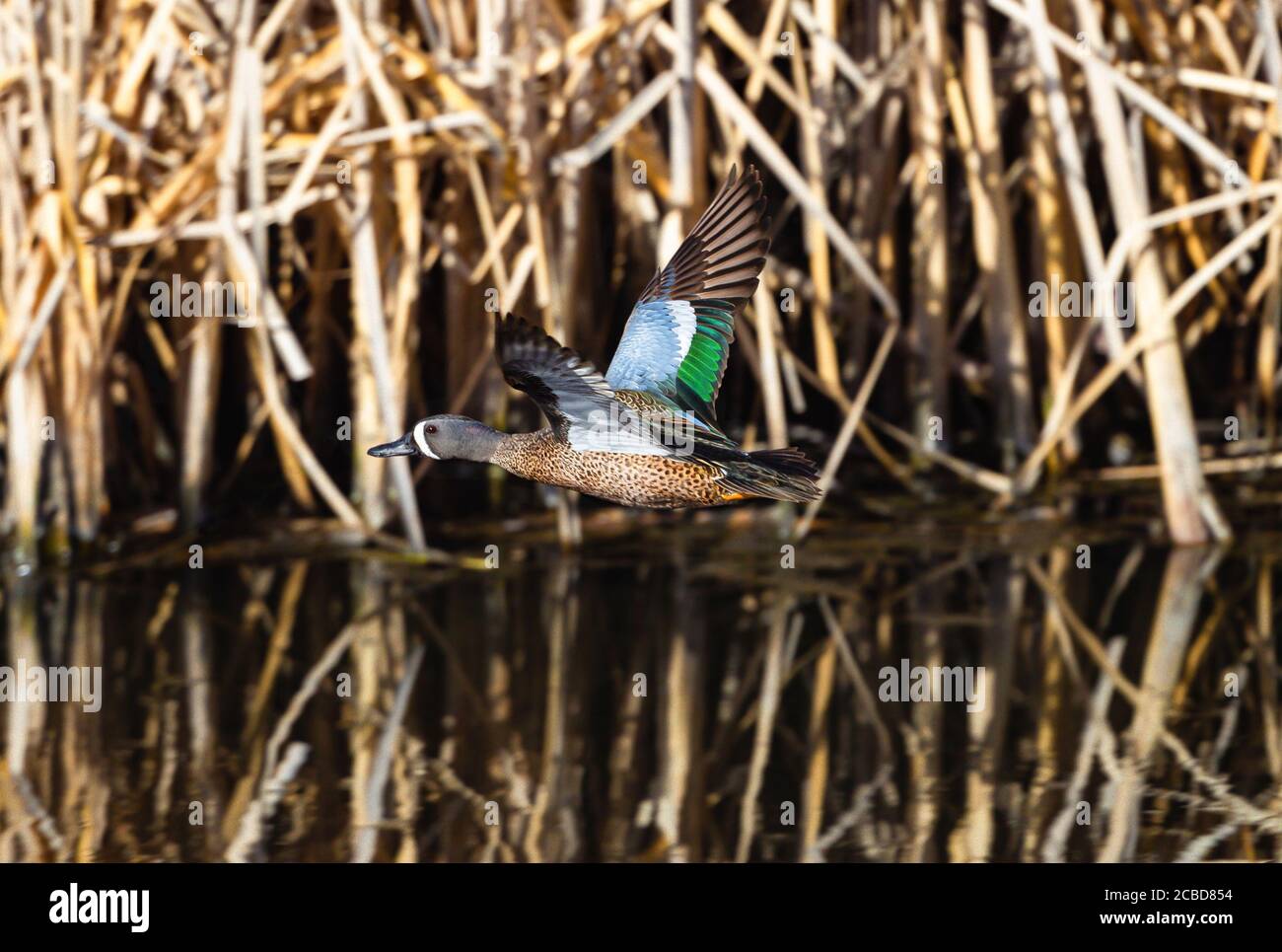 Ein blaugeflügeltes Teal mit schönen Flügelfedern fliegt aus nächster Nähe mit etwas trockener Vegetation hinter ihm vorbei, die sich im Wasser spiegelt. Stockfoto