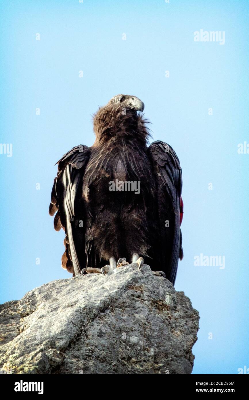 Ein juveniler California Condor (Gymnogrips californianus), der auf einem Felsen in Big Sur, Kalifornien, thront Stockfoto