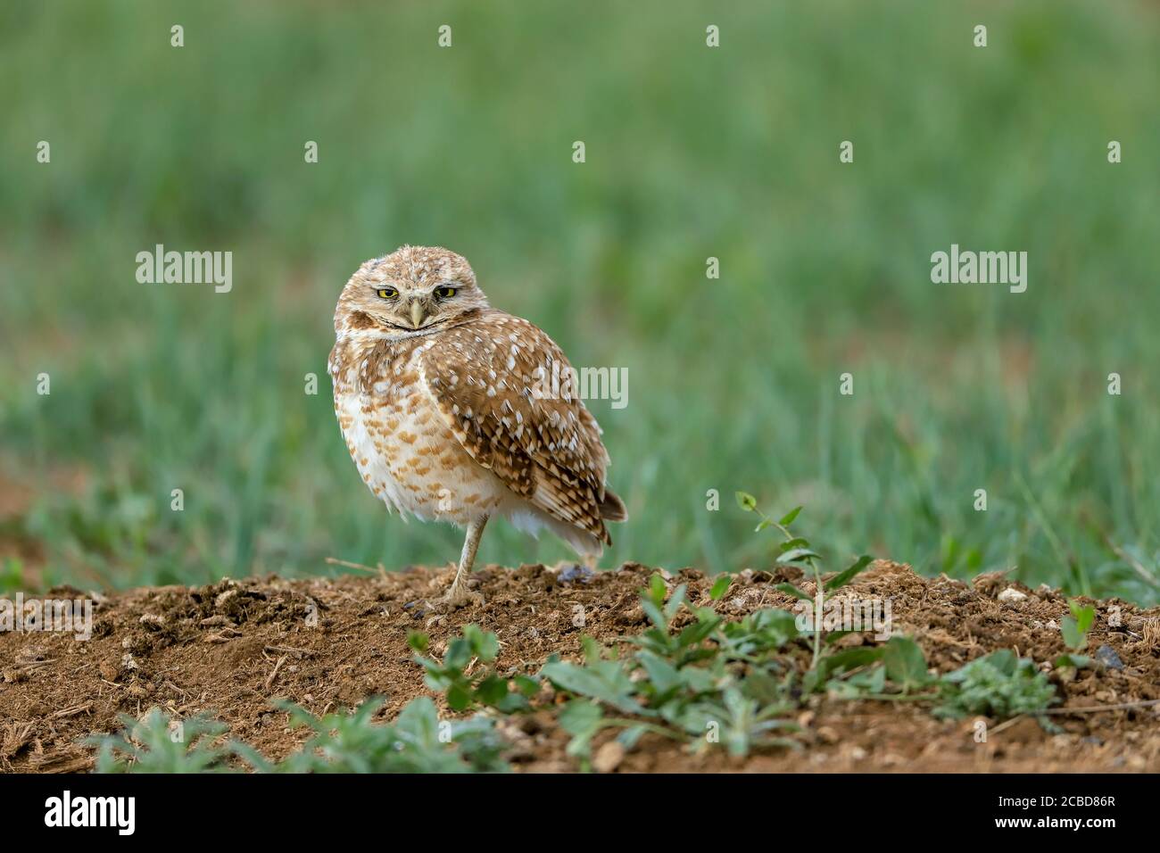 Eingrabende Eulen athene cunicularia eine kleine, langbeinige Eule, die in offenen Landschaften Nord- und Südamerikas gefunden wird Stockfoto