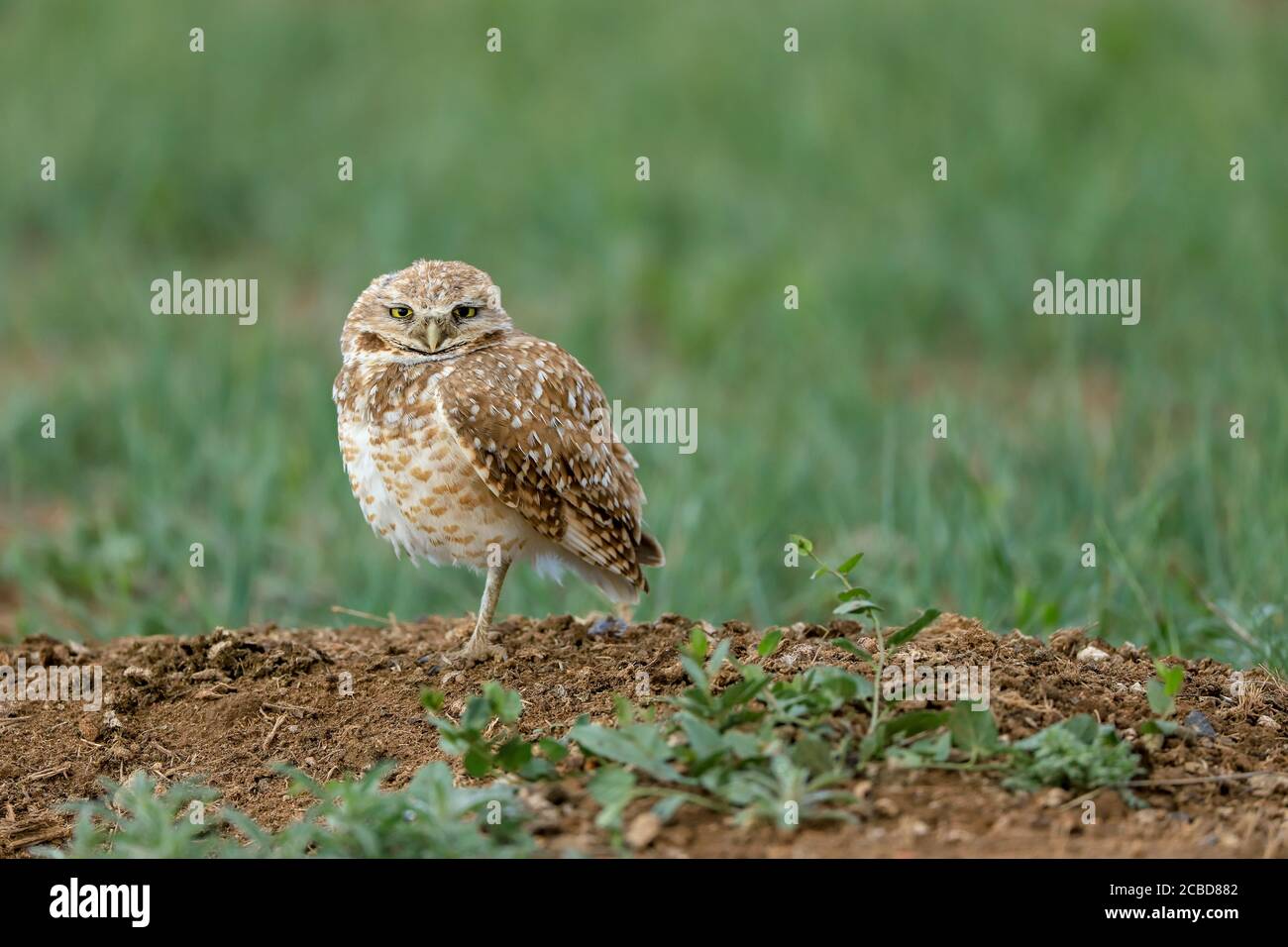 Eingrabende Eulen athene cunicularia eine kleine, langbeinige Eule, die in offenen Landschaften Nord- und Südamerikas gefunden wird Stockfoto