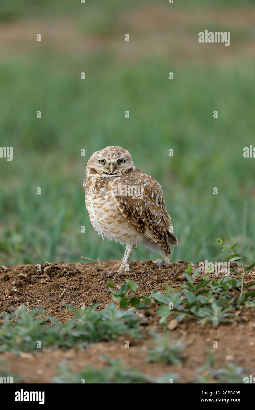 Eingrabende Eulen athene cunicularia eine kleine, langbeinige Eule, die in offenen Landschaften Nord- und Südamerikas gefunden wird Stockfoto