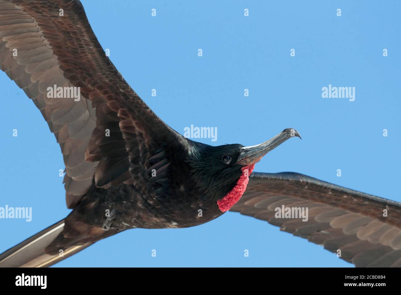Prachtvoller Fregatebird (Fregata magnificens), erwachsenes Männchen, Isla Genovesa, Galapagos, Ecuador 26. November 2017 Stockfoto