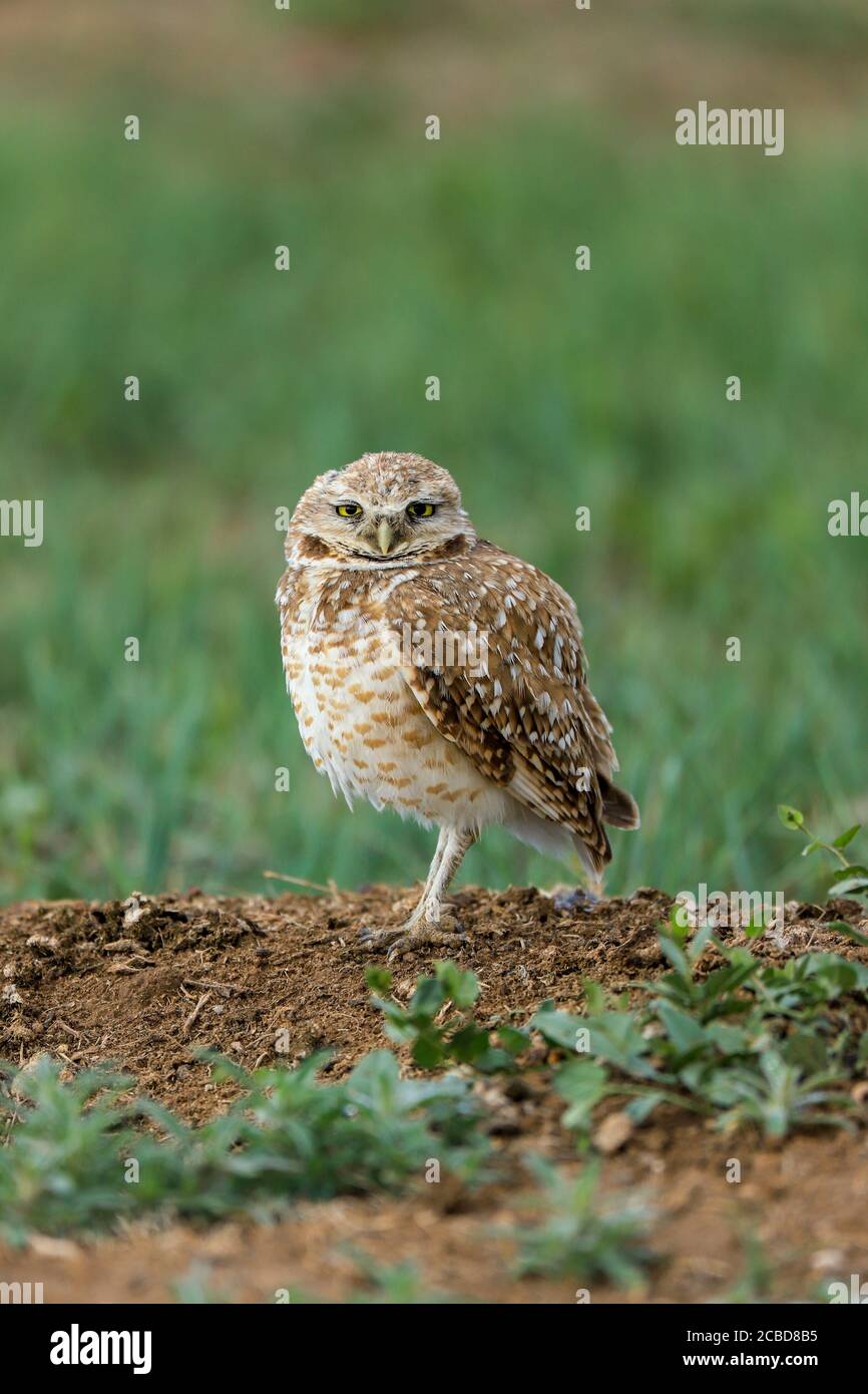 Eingrabende Eulen athene cunicularia eine kleine, langbeinige Eule, die in offenen Landschaften Nord- und Südamerikas gefunden wird Stockfoto
