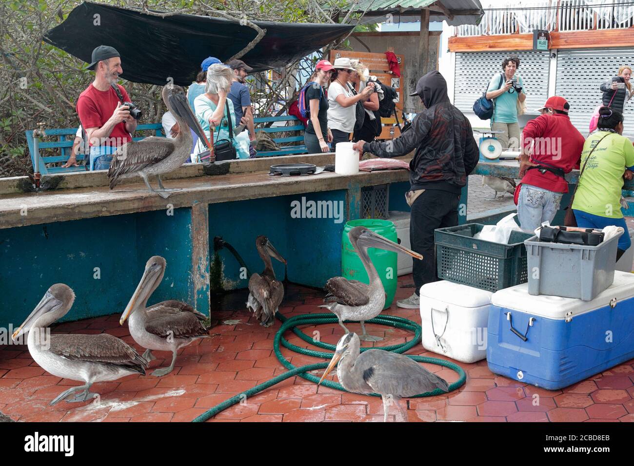 Fischmarkt und Touristen, Isla Santa Cruz, Galapagos, Ecuador 21. Nov 2017 Stockfoto