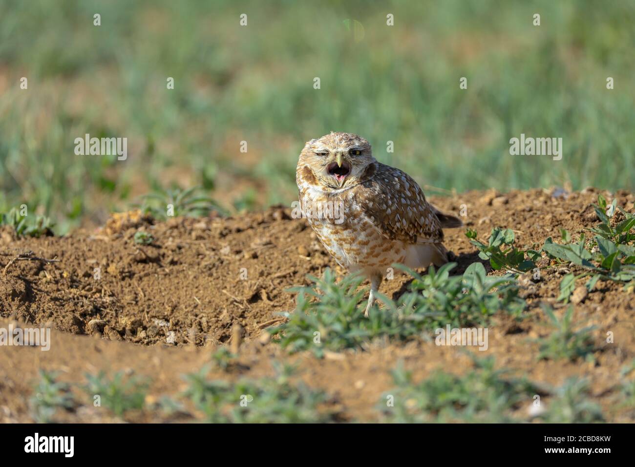 Eingrabende Eulen athene cunicularia eine kleine, langbeinige Eule, die in offenen Landschaften Nord- und Südamerikas gefunden wird Stockfoto