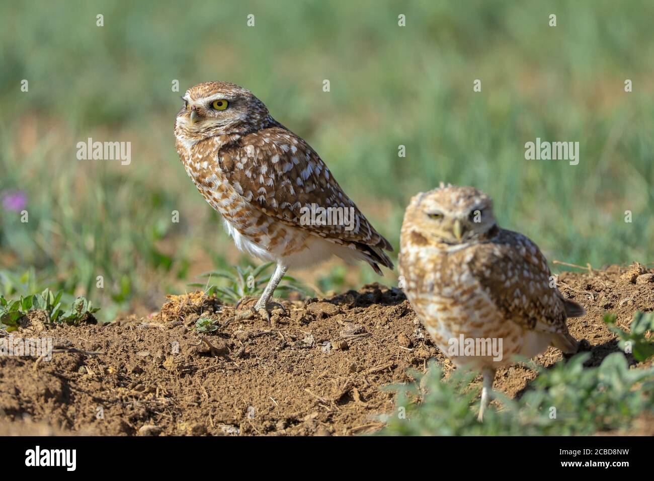 Eingrabende Eulen athene cunicularia eine kleine, langbeinige Eule, die in offenen Landschaften Nord- und Südamerikas gefunden wird Stockfoto