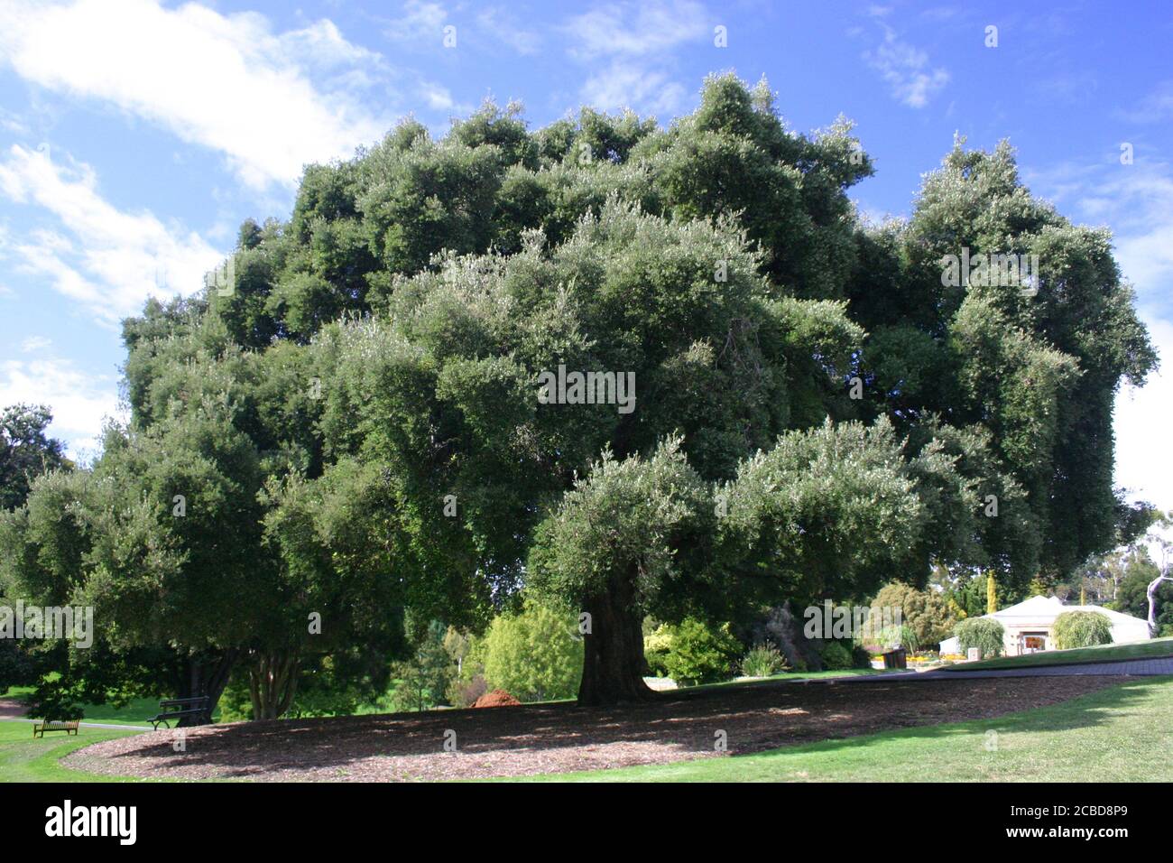 Quercus suber, auch Korkeiche genannt, ist eine große immergrüne Eiche, die hier in den Hobart Botanical Gardens in Hobart, Tasmanien, Austra zu sehen ist. Stockfoto