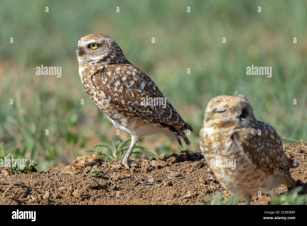 Eingrabende Eulen athene cunicularia eine kleine, langbeinige Eule, die in offenen Landschaften Nord- und Südamerikas gefunden wird Stockfoto