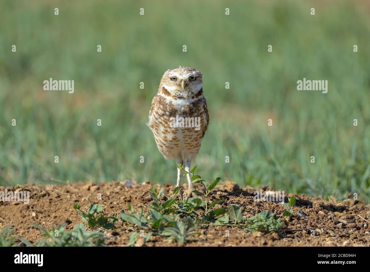 Eingrabende Eulen athene cunicularia eine kleine, langbeinige Eule, die in offenen Landschaften Nord- und Südamerikas gefunden wird Stockfoto