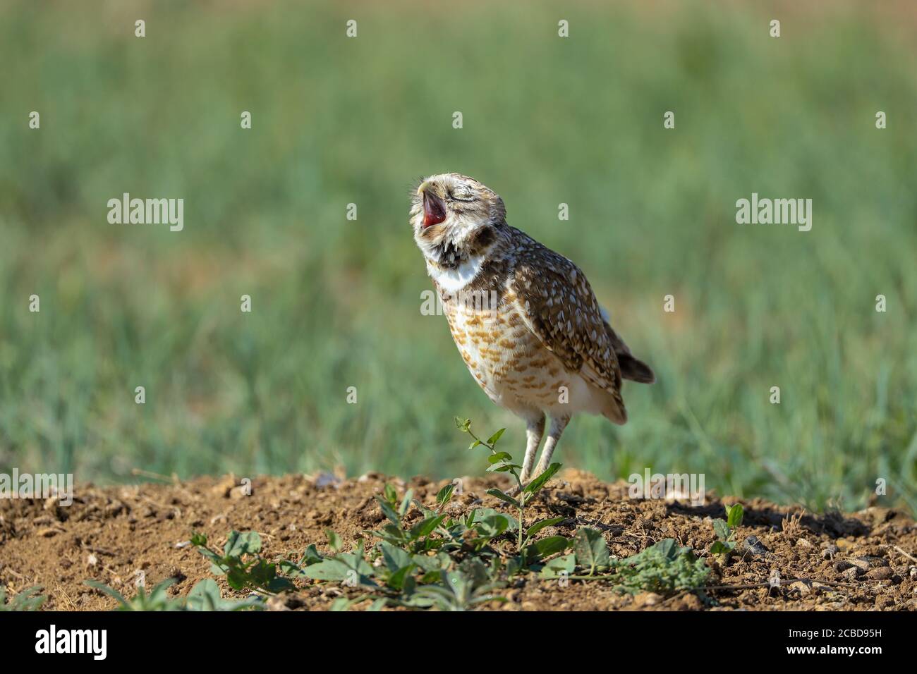Eingrabende Eulen athene cunicularia eine kleine, langbeinige Eule, die in offenen Landschaften Nord- und Südamerikas gefunden wird Stockfoto