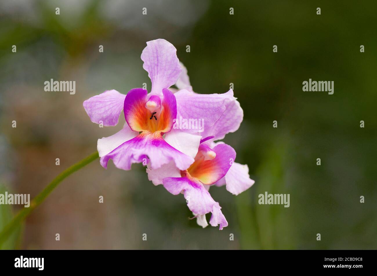Nahaufnahme der schönen rosa und weißen phalaenopsis equestris Orchideenblume mit einem orange gelben Zentrum. Ameisen sind in der Mitte zu sehen. Barbados, West Stockfoto