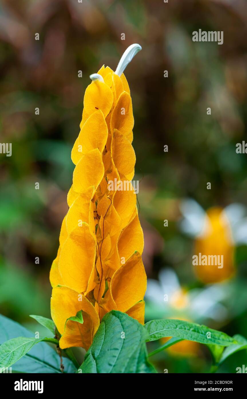 Exotische gelbe Blume, Acanthaceae Pachystachys Lutea, bekannt unter