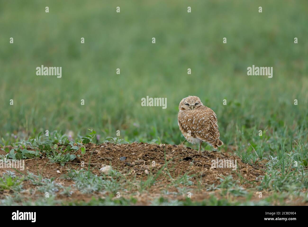 Eingrabende Eulen athene cunicularia eine kleine, langbeinige Eule, die in offenen Landschaften Nord- und Südamerikas gefunden wird Stockfoto