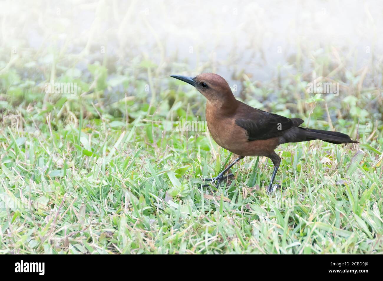 Weibchen Boot-tailed Grackle Vogel (Quiscalus major) zu Fuß im Gras. Stockfoto