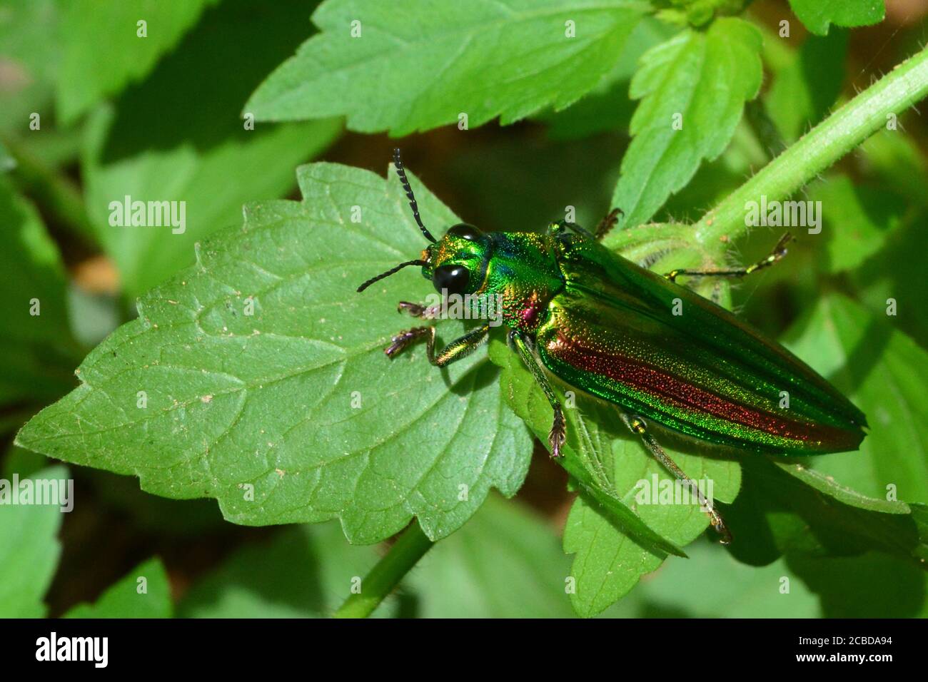Schmuckkäfer, Metallic-Holzbohrkäfer oder Buprestid Stockfoto