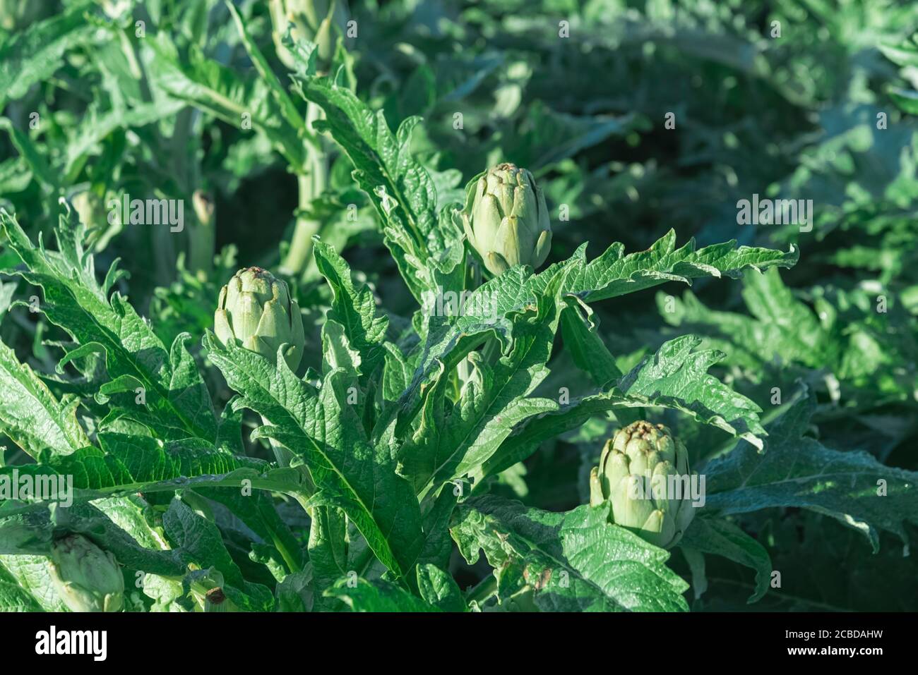 Draufsicht auf Artischocken auf Büschen - Artichoke Plantage in Zypern - Grüne Landschaft Foto Stockfoto