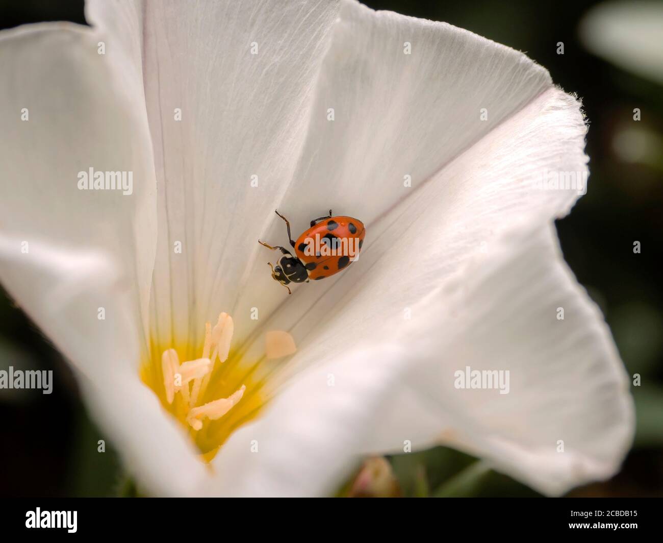 Marienkäfer auf Blume Stockfoto