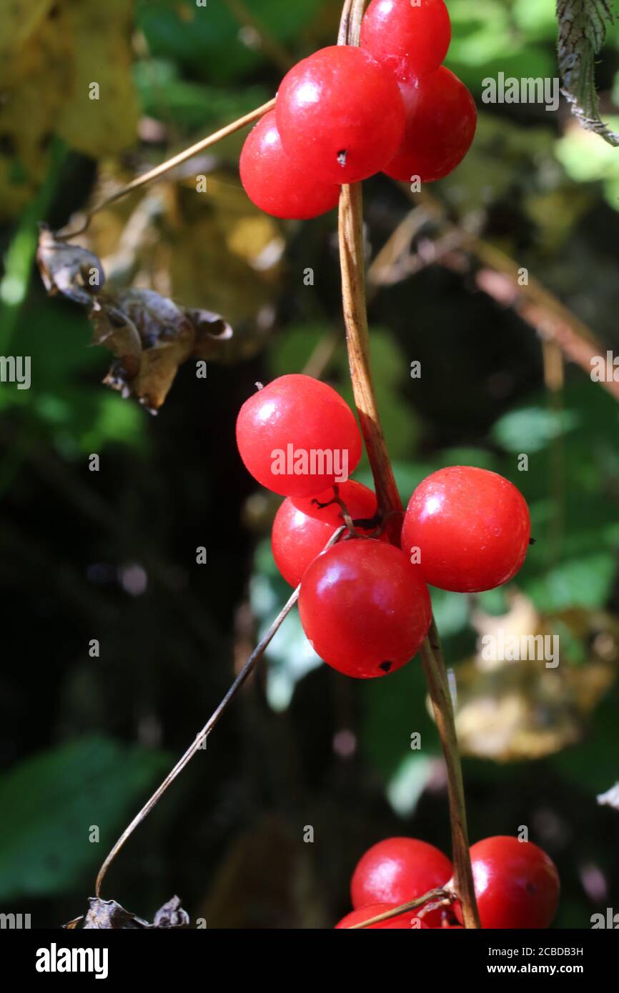 Tamus communis, Black Bryony, Dioscorea communis. Wildpflanze im Herbst fotografiert. Stockfoto