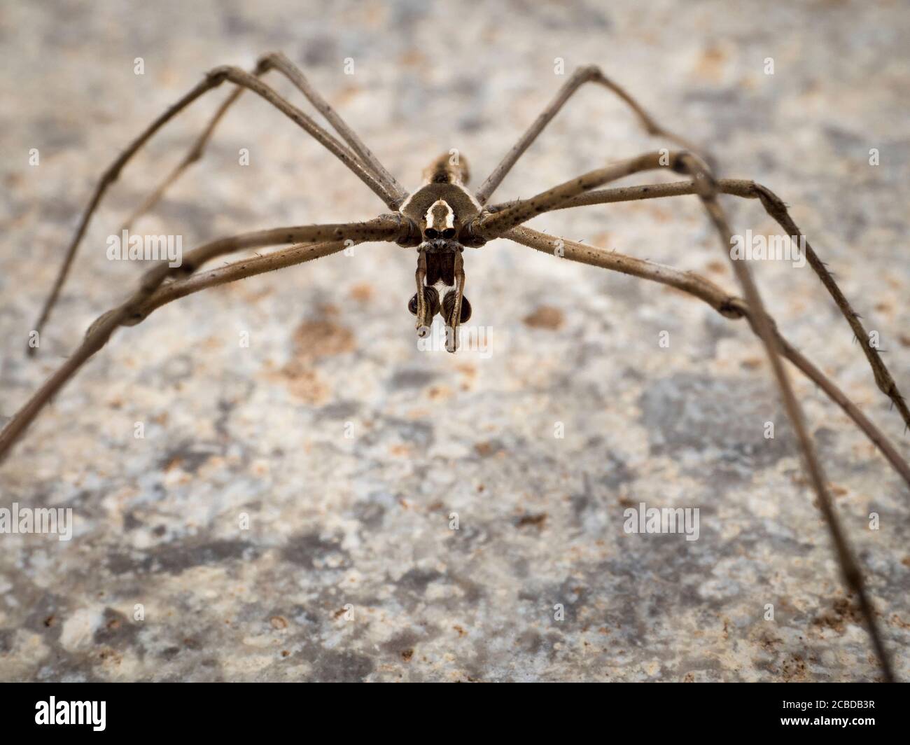 Rufous Net-casting Spider (Deinopis subrufa), Victoria, Australien Stockfoto