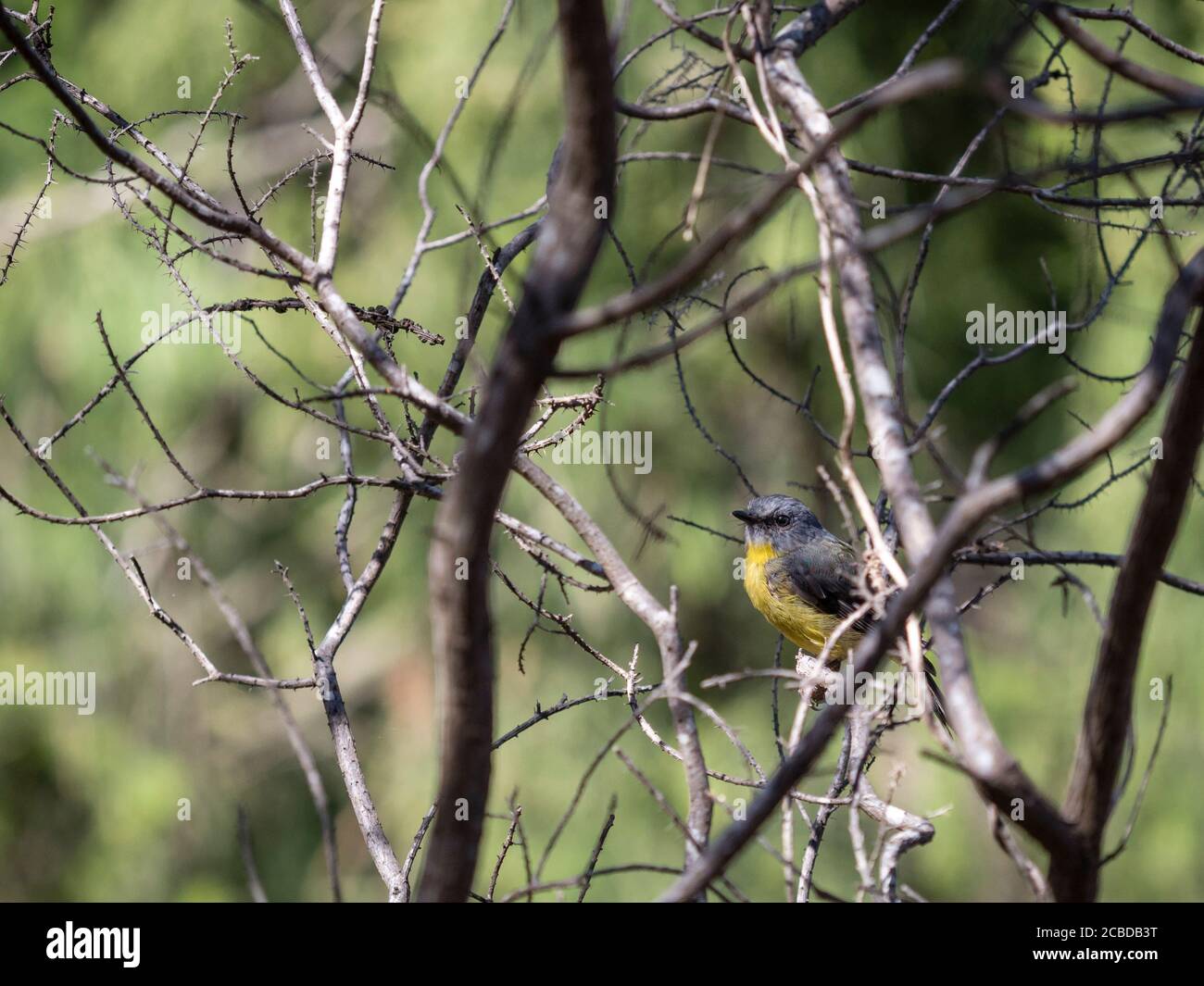 Eastern Yellow Robin in einer Busch-Umgebung, Victoria, Australien Stockfoto