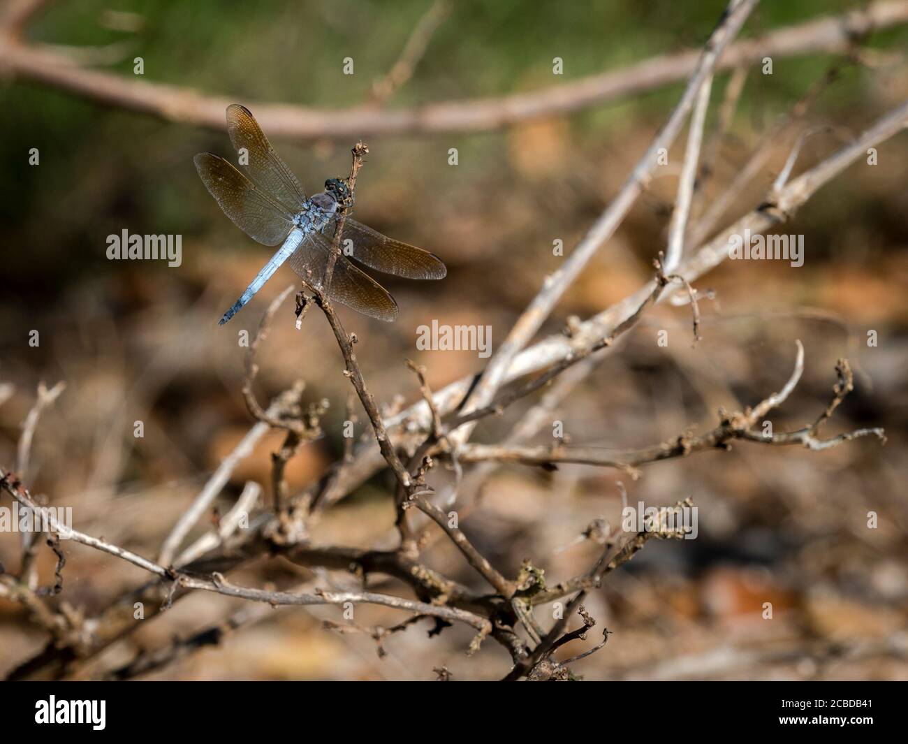 Männliche blaue Dasher Libelle (Orthetrum caledonicum) Stockfoto