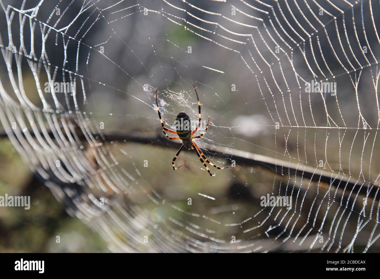 Gelb-schwarze Spinne in ihrem Spinnennetz - Argiope bruennichi Stockfoto
