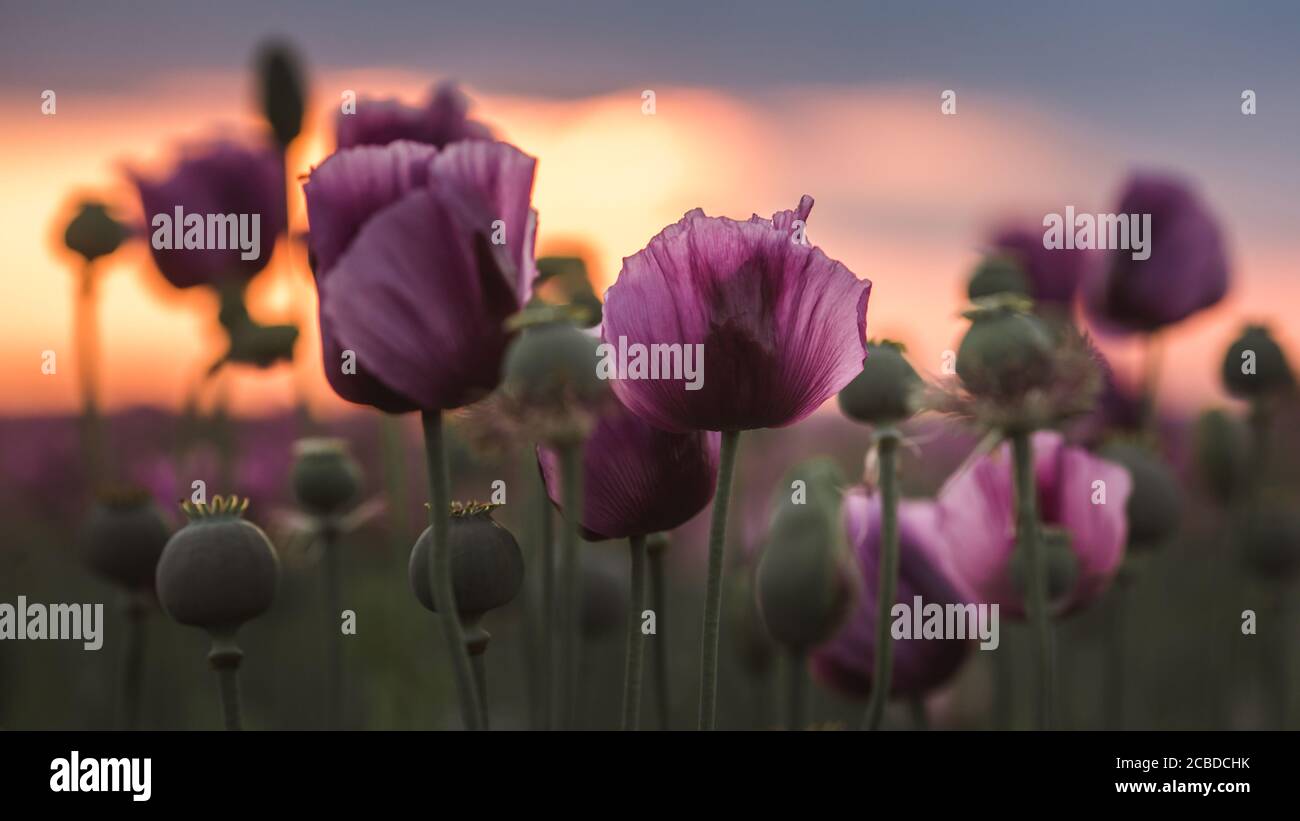 Flieder Mohnblumen im Sonnenlicht im Frühsommer Nahaufnahme Stockfoto