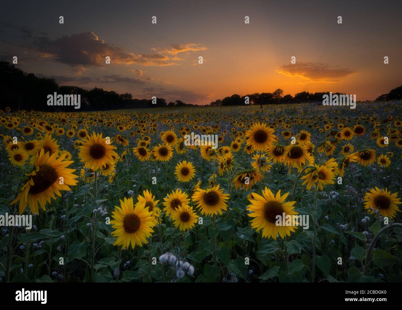 Sonnenblumen in East Chiltington Stockfoto