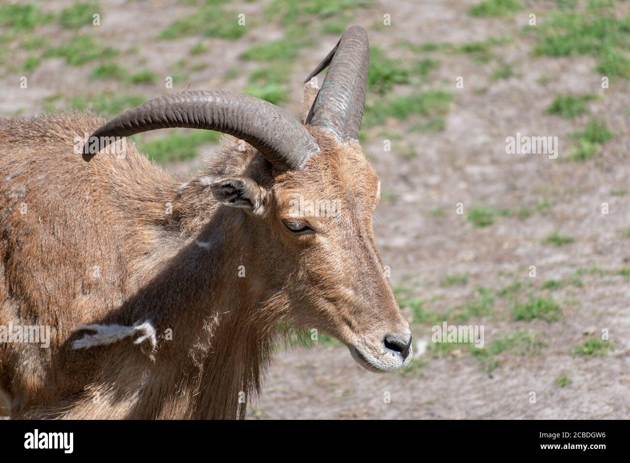 Nahaufnahme eines Barbaren Schafes oder aoudad in einem Zoo Bei Tageslicht Stockfoto